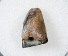 Ceratopsid Dinosaur Tooth - Judith River #17654-1